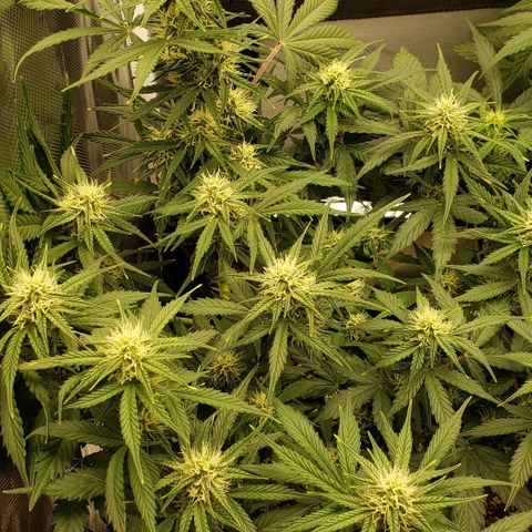 Marianne growlog timeline photo