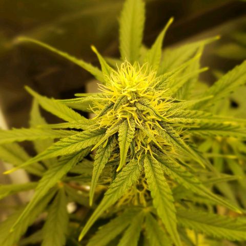 Marianne growlog timeline photo
