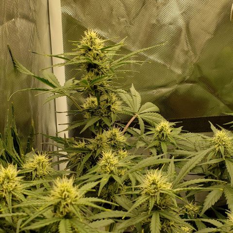 Marianne growlog timeline photo