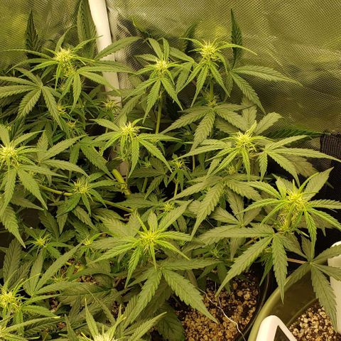 Kamala (election day edition) growlog timeline photo