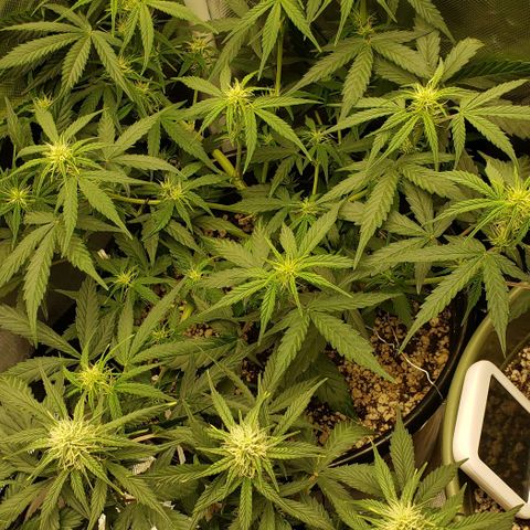 Kamala (election day edition) growlog timeline photo