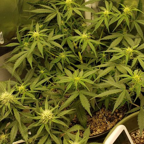Kamala (election day edition) growlog timeline photo