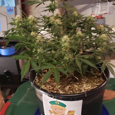 Marianne growlog timeline photo