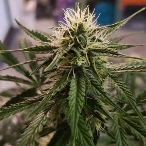 Marianne growlog timeline photo