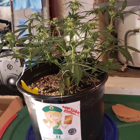 Kamala (election day edition) growlog timeline photo