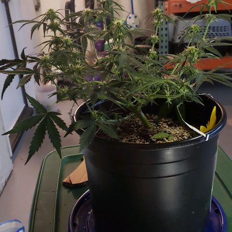 Kamala (election day edition) growlog timeline photo