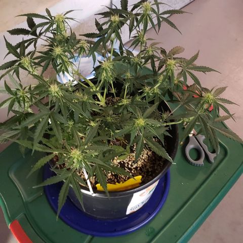 Kamala (election day edition) growlog timeline photo