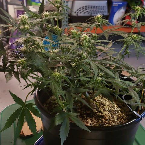Kamala (election day edition) growlog timeline photo