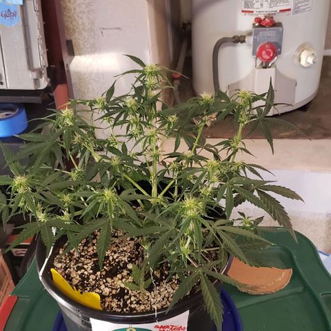 Kamala (election day edition) growlog timeline photo