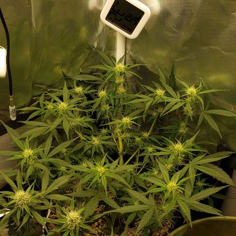 Kamala (election day edition) growlog timeline photo