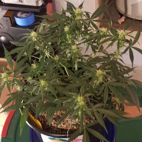 Kamala (election day edition) growlog timeline photo