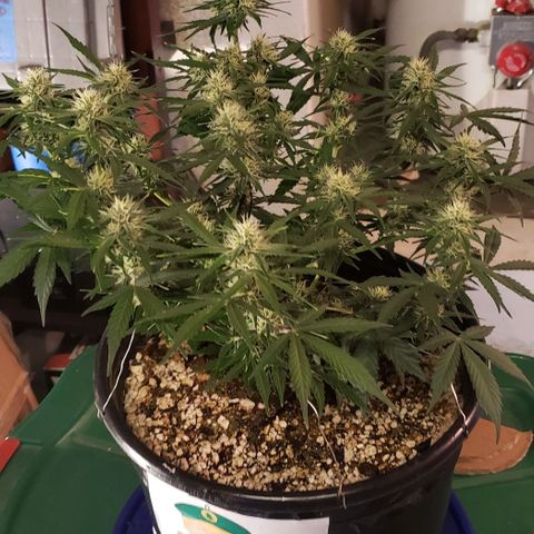 Marianne growlog timeline photo