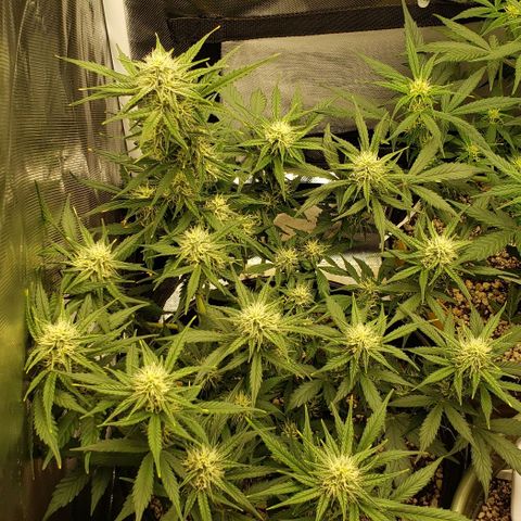 Marianne growlog timeline photo