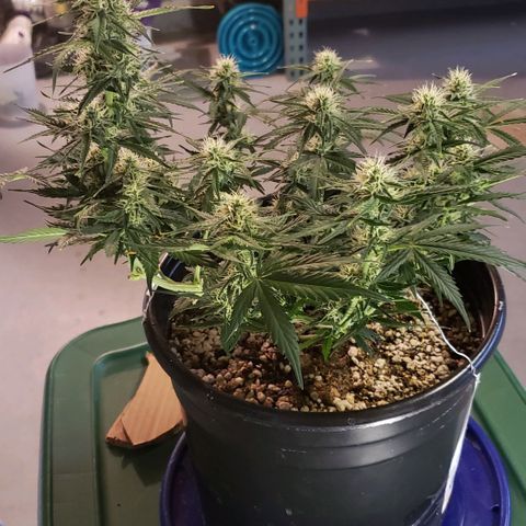 Marianne growlog timeline photo