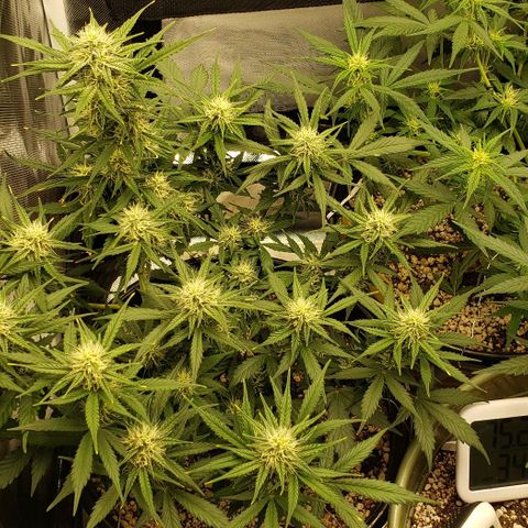 Marianne growlog timeline photo