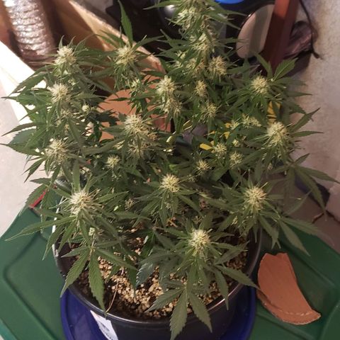 Marianne growlog timeline photo