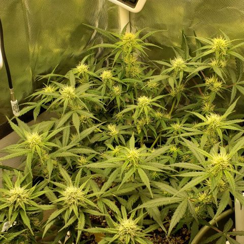 Kamala (election day edition) growlog timeline photo