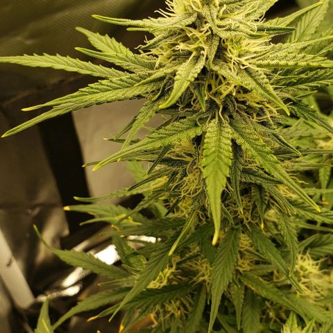 Marianne growlog timeline photo