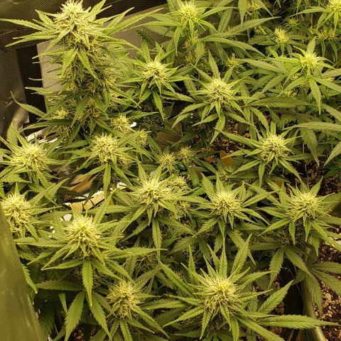 Marianne growlog timeline photo