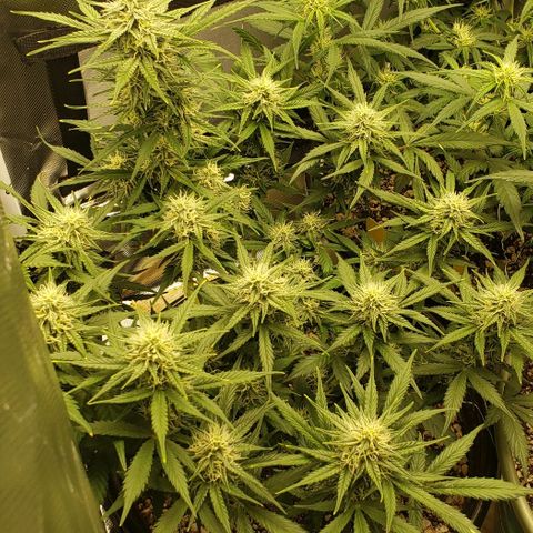 Marianne growlog timeline photo