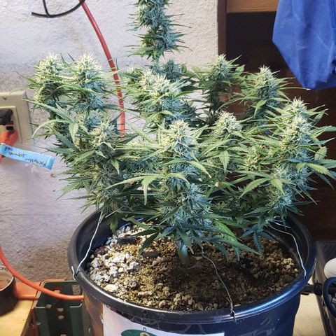Marianne growlog timeline photo