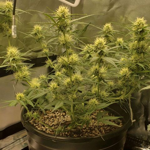 Kamala (election day edition) growlog timeline photo