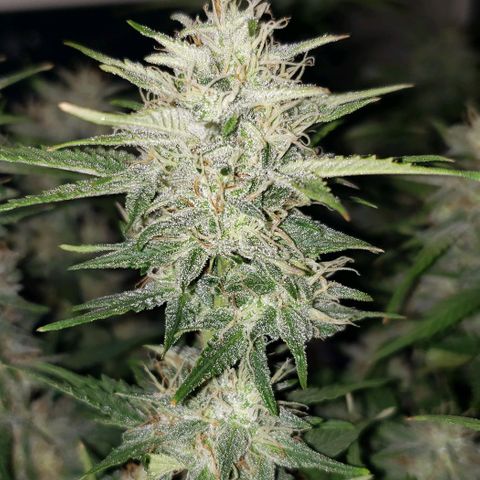 Marianne growlog timeline photo