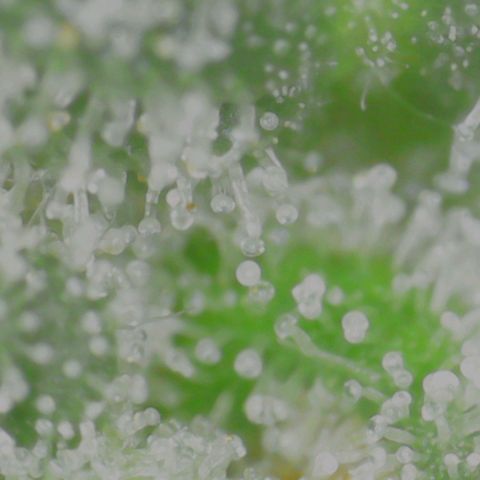 Marianne growlog timeline photo