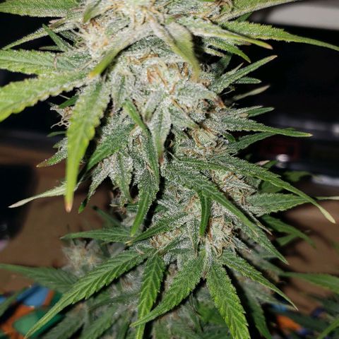 Marianne growlog timeline photo