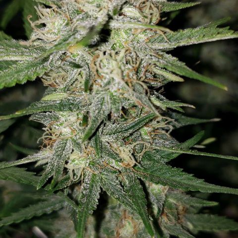 Marianne growlog timeline photo