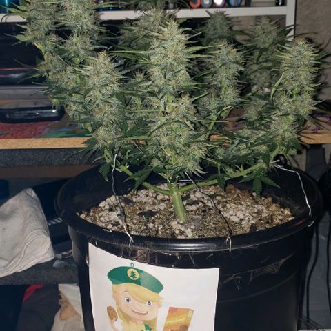 Marianne growlog timeline photo