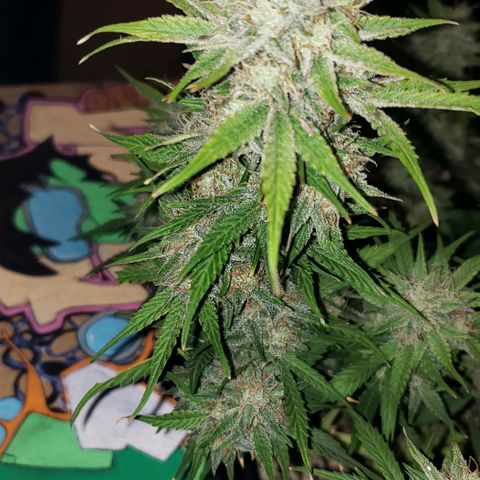 Marianne growlog timeline photo