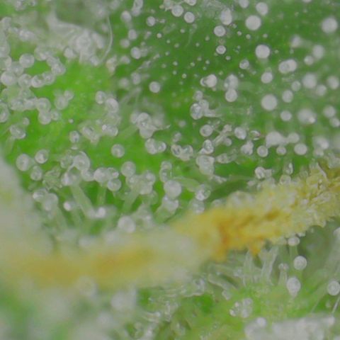 Marianne growlog timeline photo