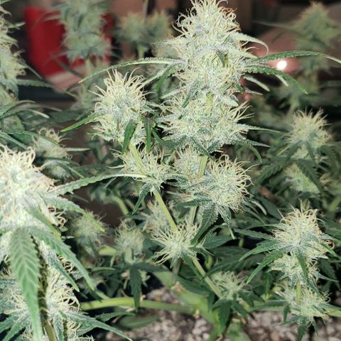 Kamala (election day edition) growlog timeline photo