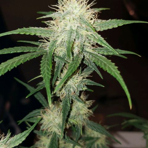 Kamala (election day edition) growlog timeline photo