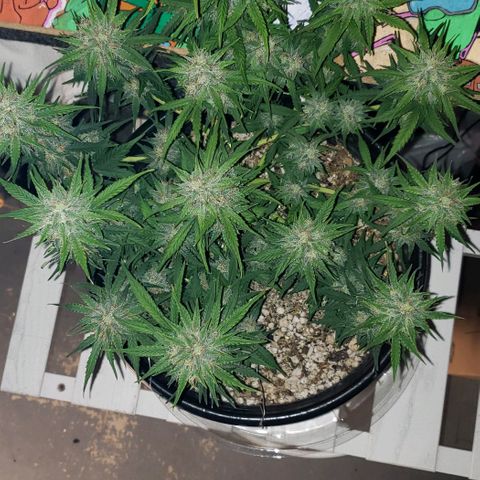 Kamala (election day edition) growlog timeline photo