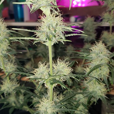 Kamala (election day edition) growlog timeline photo