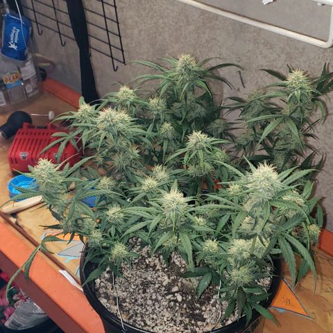 Kamala (election day edition) growlog timeline photo