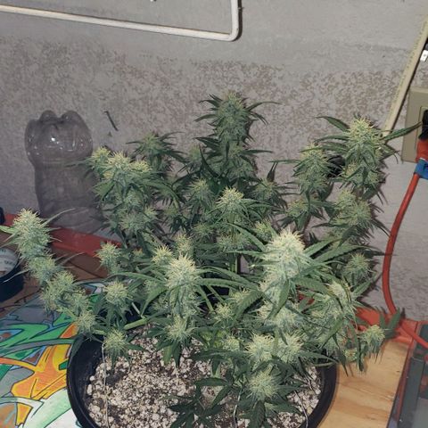 Kamala (election day edition) growlog timeline photo