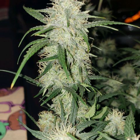 Kamala (election day edition) growlog timeline photo