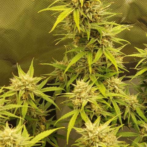 Marianne growlog timeline photo