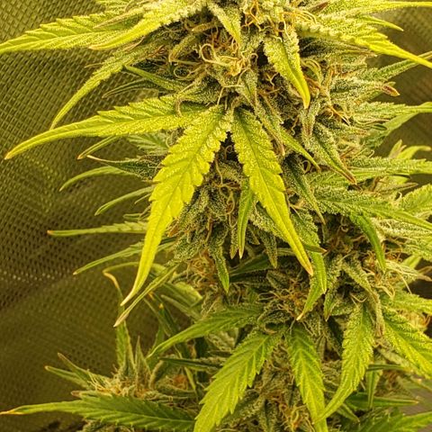 Marianne growlog timeline photo