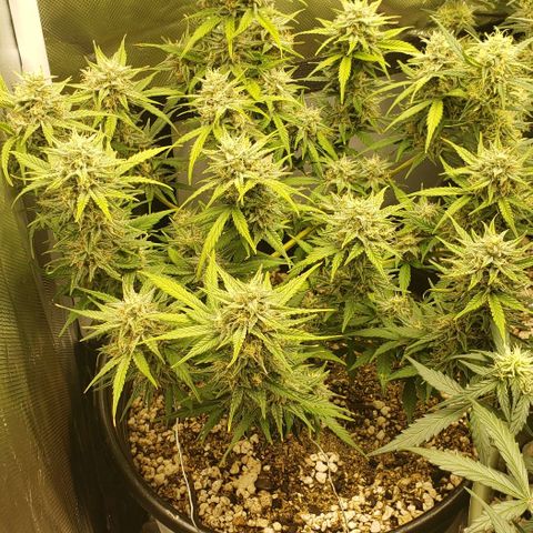 Marianne growlog timeline photo