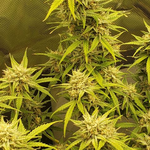 Marianne growlog timeline photo