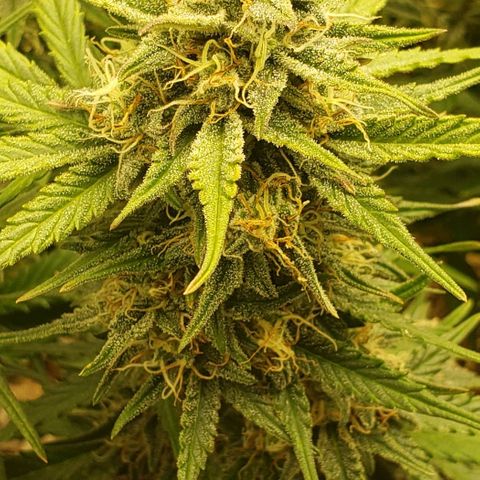 Marianne growlog timeline photo