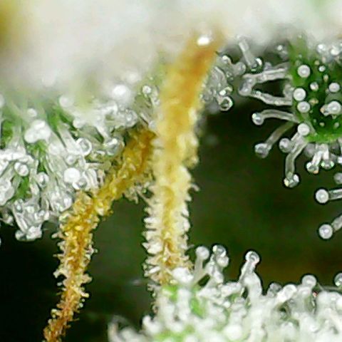 Marianne growlog timeline photo