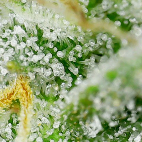 Marianne growlog timeline photo