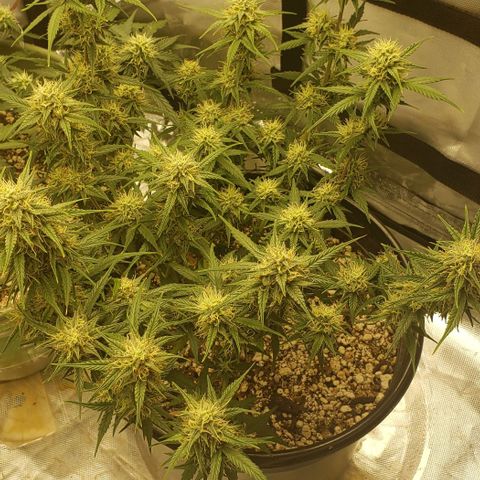 Kamala (election day edition) growlog timeline photo