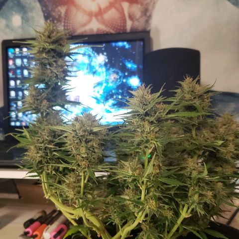 Marianne growlog timeline photo