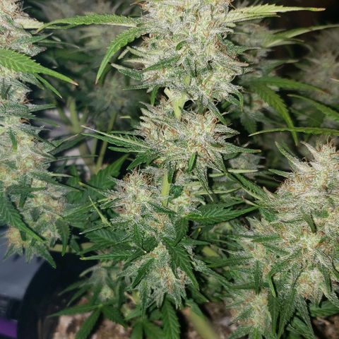 Marianne growlog timeline photo